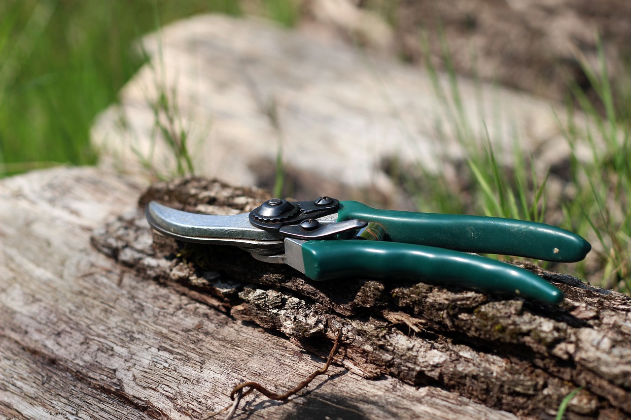 How to Create a Vegetable Patch in Your Backyard